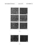 MONOCLONAL ANTIBODY AGAINST DUCK TEMBUSU VIRUS, HYBRIDOMA CELL LINE AND     APPLICATION THEREOF diagram and image