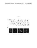 STEM CELL CULTURE MEDIUM AND METHOD FOR CULTURING STEM CELLS USING SAME diagram and image