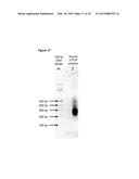 MEASUREMENT OF NUCLEIC ACID VARIANTS USING HIGHLY-MULTIPLEXED     ERROR-SUPPRESSED DEEP SEQUENCING diagram and image