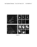 SCREENING METHOD FOR THE DETECTION OF CLOSTRIDIUM DIFFICILE diagram and image