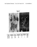 NOVEL BIFUNCTIONAL METNASE/INTNASE INHIBITORS AND RELATED COMPOSITIONS AND     METHODS OF TREATMENT OF CANCER diagram and image