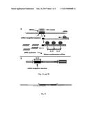 COMPOSITIONS AND METHODS OF GENE SILENCING IN PLANTS diagram and image