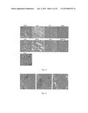 CELL-TARGETED MAGNETIC NANO-MATERIAL AND BIOMEDICAL USES THEREOF diagram and image