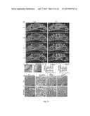 CELL-TARGETED MAGNETIC NANO-MATERIAL AND BIOMEDICAL USES THEREOF diagram and image