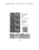 CELL-TARGETED MAGNETIC NANO-MATERIAL AND BIOMEDICAL USES THEREOF diagram and image