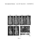 CELL-TARGETED MAGNETIC NANO-MATERIAL AND BIOMEDICAL USES THEREOF diagram and image