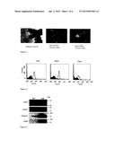 OSTEOGENIC DIFFERENTIATION OF MESENCHYMAL STEM CELLS diagram and image