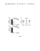 TUBERCULOSIS TB VACCINE TO PREVENT REACTIVATION diagram and image