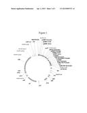 MAIZE EVENT DP-004114-3 AND METHODS FOR DETECTION THEREOF diagram and image