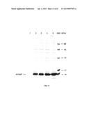 METHOD FOR DETERMINING THE CONCENTRATION OF THE ADIPOCYTIC FORM OF THE     FATTY ACID BINDING PROTEIN (A-FABP, FABP4, P2) diagram and image