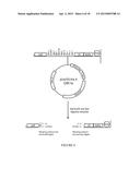 METHODS AND REAGENTS FOR MOLECULAR CLONING diagram and image