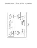 CELLULAR PRODUCTION OF GLUCARIC ACID diagram and image