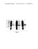 CELLULAR PRODUCTION OF GLUCARIC ACID diagram and image