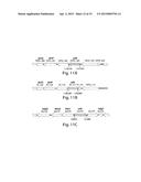 CELLULAR PRODUCTION OF GLUCARIC ACID diagram and image