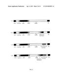 CONSTRUCTION OF FULLY-DELETED ADENOVIRUS-BASED GENE DELIVERY VECTORS AND     USES THEREOF diagram and image