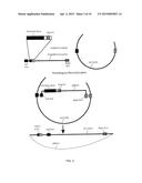 CONSTRUCTION OF FULLY-DELETED ADENOVIRUS-BASED GENE DELIVERY VECTORS AND     USES THEREOF diagram and image