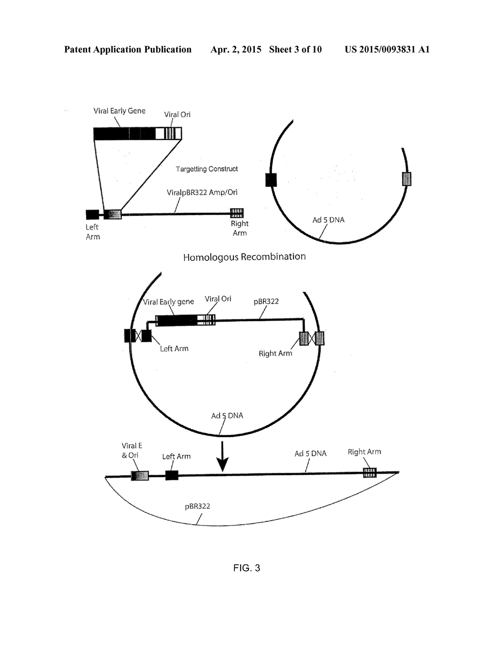 CONSTRUCTION OF FULLY-DELETED ADENOVIRUS-BASED GENE DELIVERY VECTORS AND     USES THEREOF - diagram, schematic, and image 04