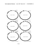 CONSTRUCTION OF FULLY-DELETED ADENOVIRUS-BASED GENE DELIVERY VECTORS AND     USES THEREOF diagram and image