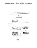 CONSTRUCTION OF FULLY-DELETED ADENOVIRUS-BASED GENE DELIVERY VECTORS AND     USES THEREOF diagram and image