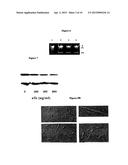 NUCLEOTIDES FOR PREVENTION AND TREATMENT OF BACTERIAL AND FUNGAL     PATHOLOGIES diagram and image