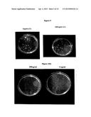 NUCLEOTIDES FOR PREVENTION AND TREATMENT OF BACTERIAL AND FUNGAL     PATHOLOGIES diagram and image