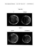 NUCLEOTIDES FOR PREVENTION AND TREATMENT OF BACTERIAL AND FUNGAL     PATHOLOGIES diagram and image