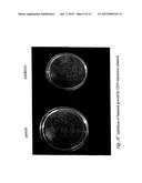 NUCLEOTIDES FOR PREVENTION AND TREATMENT OF BACTERIAL AND FUNGAL     PATHOLOGIES diagram and image