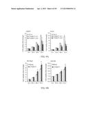 METHOD FOR TREATING CELL PROLIFERATIVE DISORDER BY INHIBITING C1GALT1     EXPRESSION diagram and image