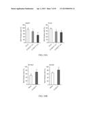 METHOD FOR TREATING CELL PROLIFERATIVE DISORDER BY INHIBITING C1GALT1     EXPRESSION diagram and image