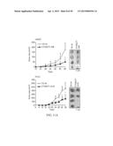 METHOD FOR TREATING CELL PROLIFERATIVE DISORDER BY INHIBITING C1GALT1     EXPRESSION diagram and image