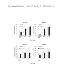 METHOD FOR TREATING CELL PROLIFERATIVE DISORDER BY INHIBITING C1GALT1     EXPRESSION diagram and image