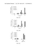 METHOD FOR TREATING CELL PROLIFERATIVE DISORDER BY INHIBITING C1GALT1     EXPRESSION diagram and image