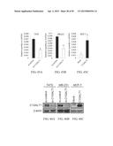 METHOD FOR TREATING CELL PROLIFERATIVE DISORDER BY INHIBITING C1GALT1     EXPRESSION diagram and image