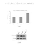 METHOD FOR TREATING CELL PROLIFERATIVE DISORDER BY INHIBITING C1GALT1     EXPRESSION diagram and image