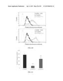 METHOD FOR TREATING CELL PROLIFERATIVE DISORDER BY INHIBITING C1GALT1     EXPRESSION diagram and image