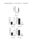 METHOD FOR TREATING CELL PROLIFERATIVE DISORDER BY INHIBITING C1GALT1     EXPRESSION diagram and image