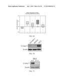 METHOD FOR TREATING CELL PROLIFERATIVE DISORDER BY INHIBITING C1GALT1     EXPRESSION diagram and image
