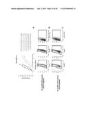 ANTI-CXCR1 COMPOSITIONS AND METHODS diagram and image