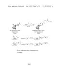 COMPOSITIONS CONTAINING, METHODS INVOLVING, AND USES OF NON-NATURAL AMINO     ACIDS AND POLYPEPTIDES diagram and image