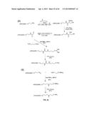 COMPOSITIONS CONTAINING, METHODS INVOLVING, AND USES OF NON-NATURAL AMINO     ACIDS AND POLYPEPTIDES diagram and image