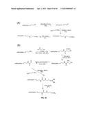 COMPOSITIONS CONTAINING, METHODS INVOLVING, AND USES OF NON-NATURAL AMINO     ACIDS AND POLYPEPTIDES diagram and image