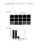 RNA-INTERFERENCE BY SINGLE-STRANDED RNA MOLECULES diagram and image