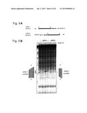 RNA-INTERFERENCE BY SINGLE-STRANDED RNA MOLECULES diagram and image