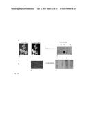 CITRUS TRISTEZA VIRUS BASED VECTORS FOR FOREIGN GENE/S EXPRESSION diagram and image