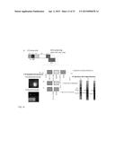 CITRUS TRISTEZA VIRUS BASED VECTORS FOR FOREIGN GENE/S EXPRESSION diagram and image