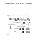 CITRUS TRISTEZA VIRUS BASED VECTORS FOR FOREIGN GENE/S EXPRESSION diagram and image