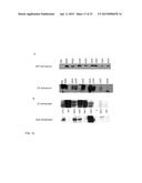 CITRUS TRISTEZA VIRUS BASED VECTORS FOR FOREIGN GENE/S EXPRESSION diagram and image