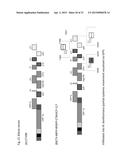 CITRUS TRISTEZA VIRUS BASED VECTORS FOR FOREIGN GENE/S EXPRESSION diagram and image