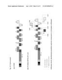 CITRUS TRISTEZA VIRUS BASED VECTORS FOR FOREIGN GENE/S EXPRESSION diagram and image