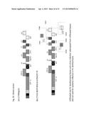 CITRUS TRISTEZA VIRUS BASED VECTORS FOR FOREIGN GENE/S EXPRESSION diagram and image